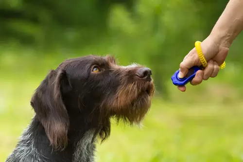 Are you looking for an effective and positive way to train your dog? Clicker dog training might just be the answer you've been searching for. This method of training is not only gentle and reward-based but also highly effective in teaching your furry friend basic commands. In this guide, we will walk you through the informative path to clicker train your dog for a well-behaved and obedient companion.
Clicker training is a fantastic method rooted in the science of operant conditioning, which essentially means your dog will learn to link the sound of a clicker with something very rewarding - usually a tasty treat. This technique hinges on the precise moment of action, capturing the exact instance your dog performs the desired behaviour and immediately marking it with a click. The brilliance of the clicker lies in its distinct sound, a clear signal that's easily distinguished solidifies this connection, encouraging your dog to repeat the behaviour in anticipation of more positive outcomes. This approach not only accelerates learning but also fosters an environment of trust and mutual respect, making the training journey enjoyable for both you and your pet. Embracing clicker by your furry friend amidst the hustle and bustle of everyday life. The immediate follow-up with a reward training opens up a realm of possibilities, transforming complex behaviours into simple, achievable tasks by breaking them down into manageable steps. It's a method that celebrates and builds upon the unique bond you share with your dog, turning training sessions into moments of joy and discovery.
Teaching Basic Commands Using Clicker Training
Diving into the core of clicker dog training, it's time to guide your dog through the learning of basic commands such as 