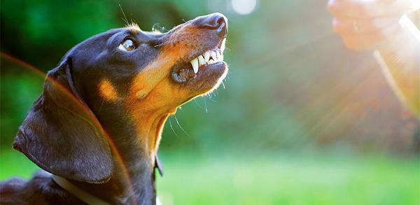 Aggressive dachshund Dog training in Salisbury